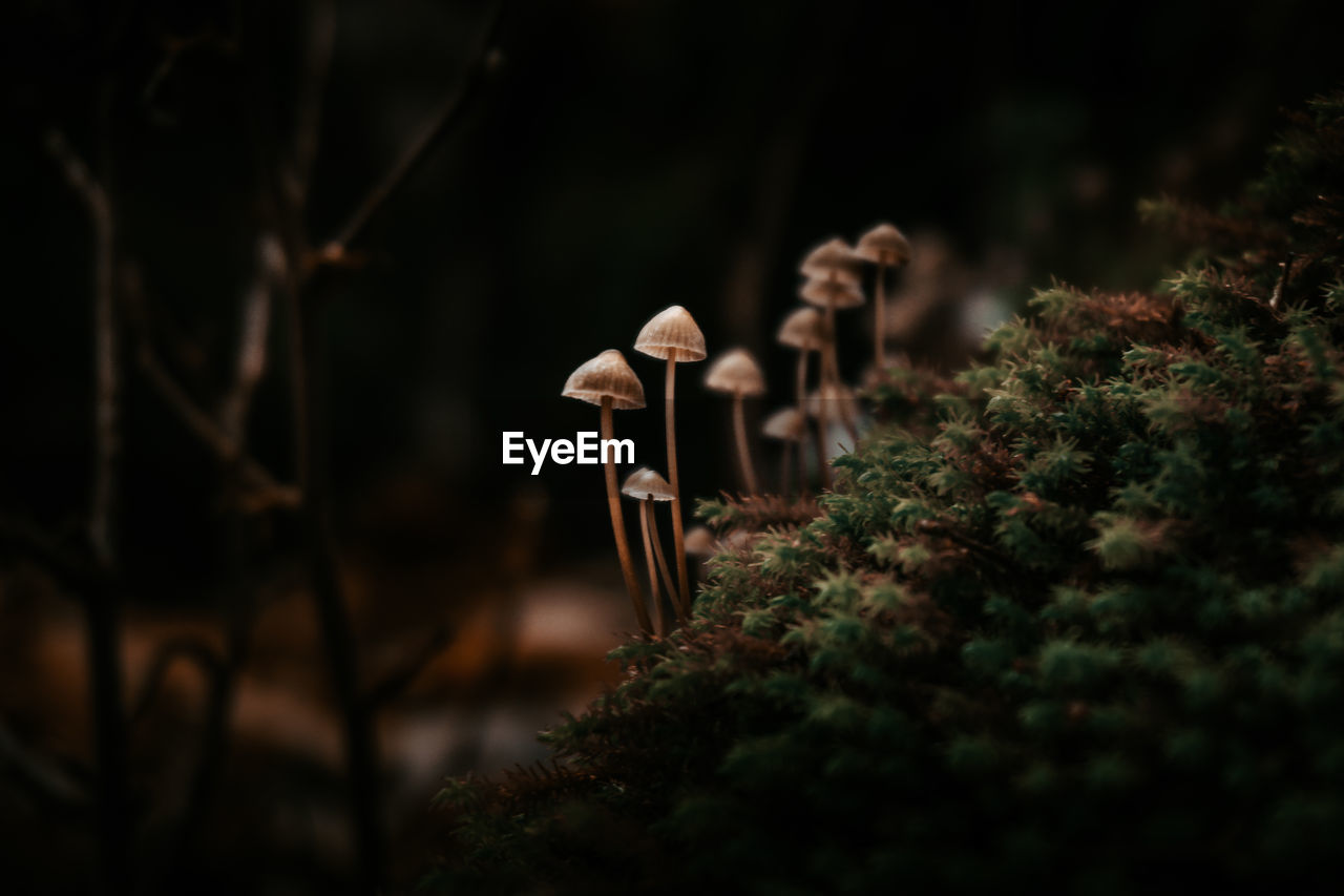 Close-up of mushroom growing 