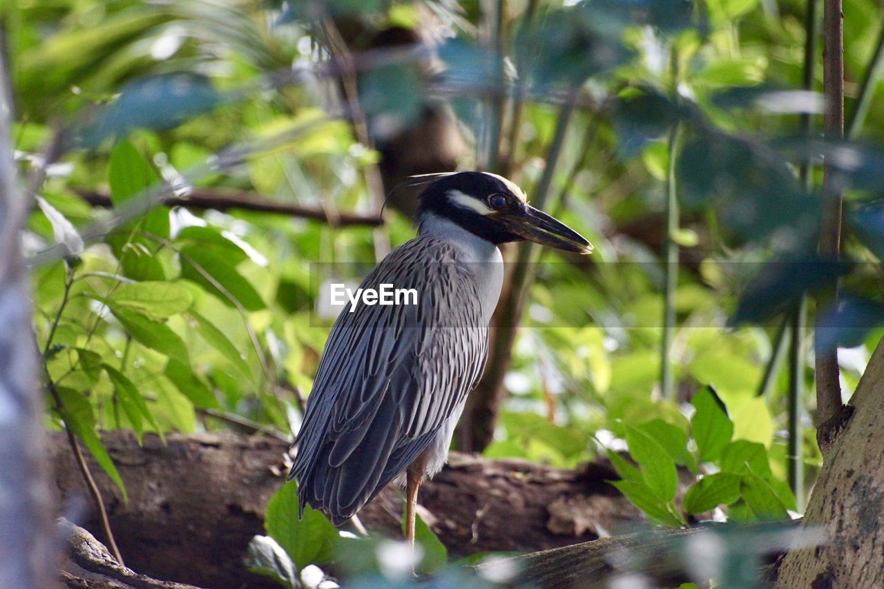 Close-up of bird perching on branch