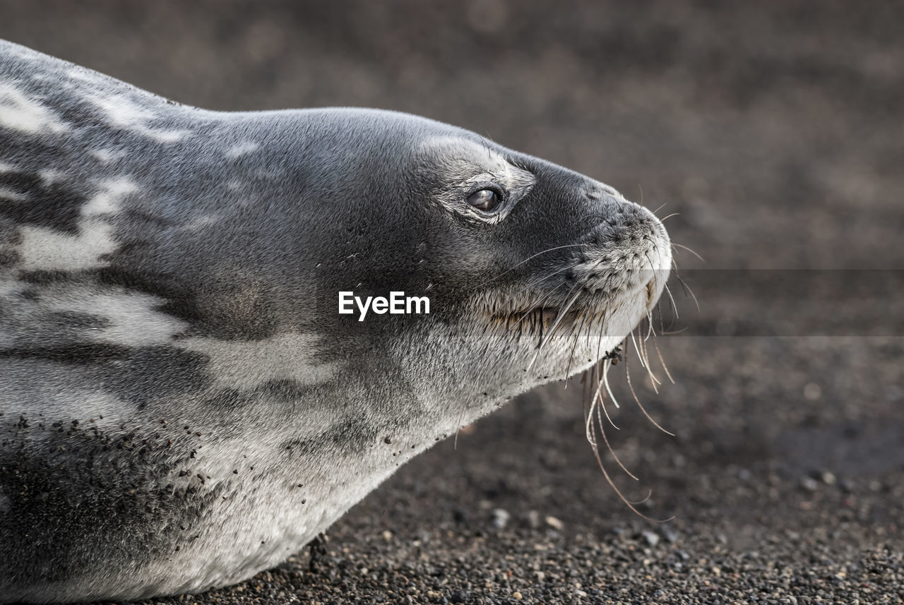 close-up of seal on beach