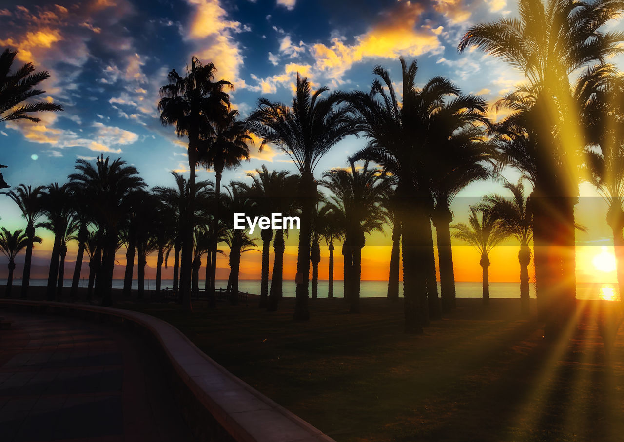 Silhouette palm trees against sky during sunset
