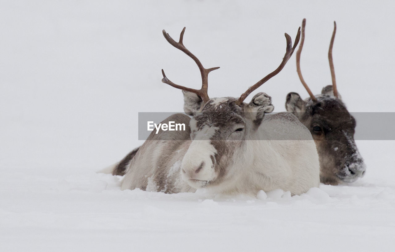 DEER LYING ON SNOW COVERED FIELD