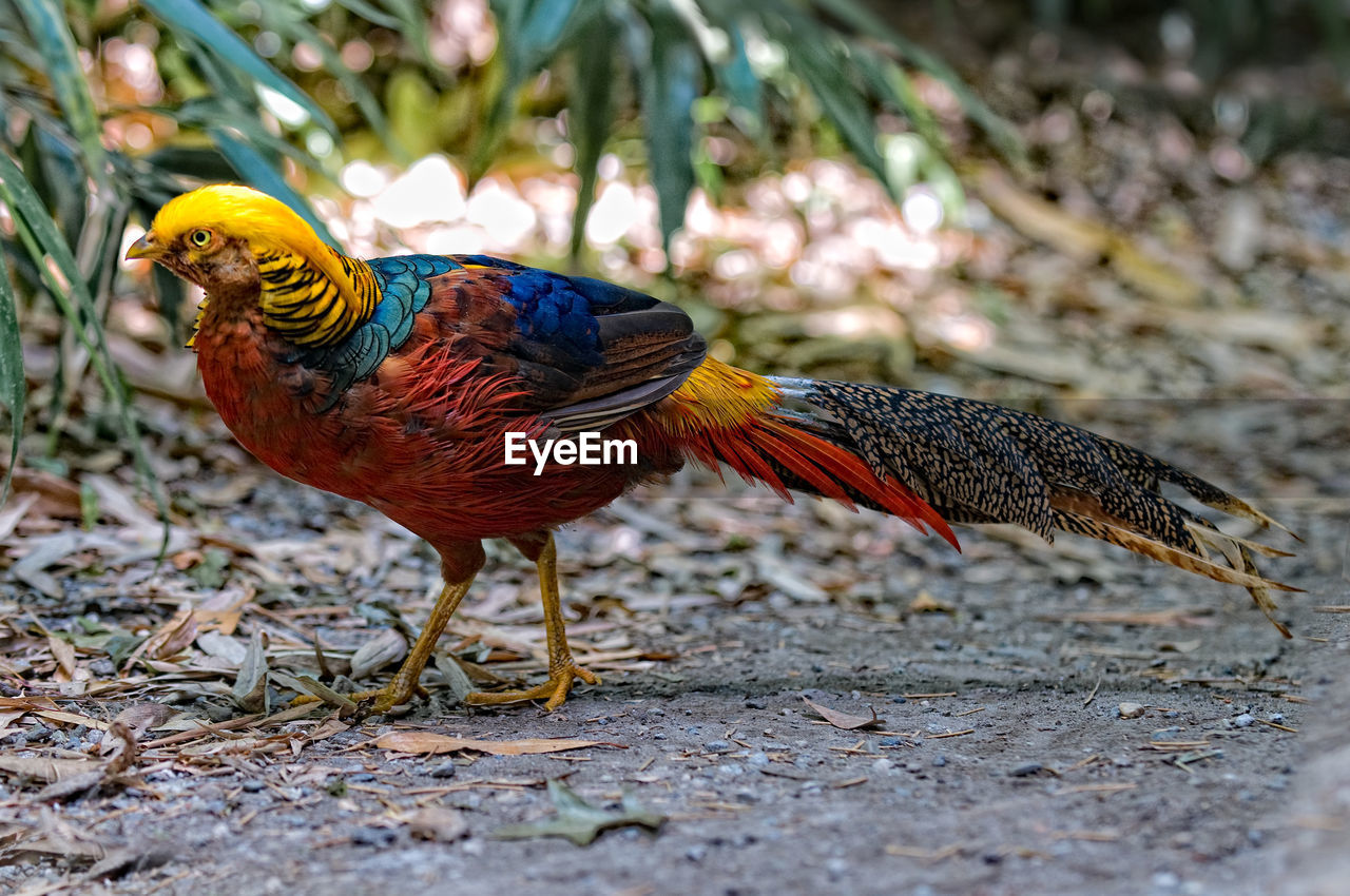 CLOSE-UP OF PEACOCK