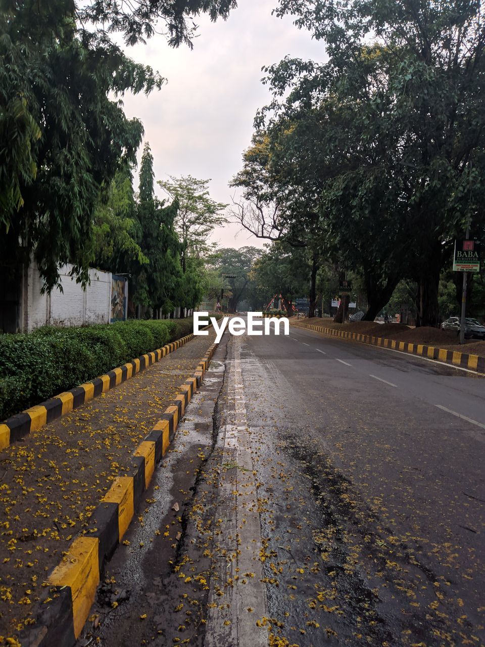 STREET AMIDST TREES AND PLANTS IN CITY