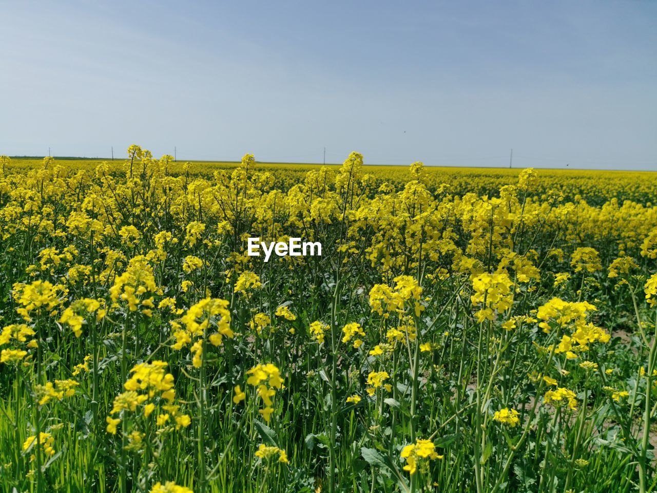 plant, field, yellow, flower, beauty in nature, land, landscape, growth, flowering plant, rapeseed, produce, sky, rural scene, oilseed rape, agriculture, canola, vegetable, freshness, nature, environment, prairie, food, scenics - nature, crop, meadow, tranquility, tranquil scene, grassland, farm, abundance, fragility, plain, no people, day, mustard, brassica rapa, idyllic, springtime, outdoors, blossom, clear sky, horizon, rural area, blue, cultivated, horizon over land