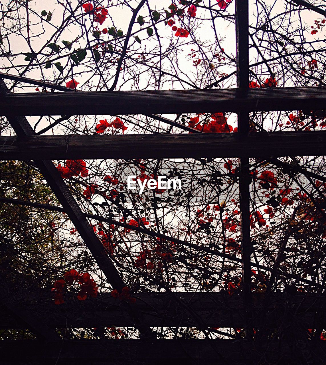 LOW ANGLE VIEW OF TREES AGAINST SKY