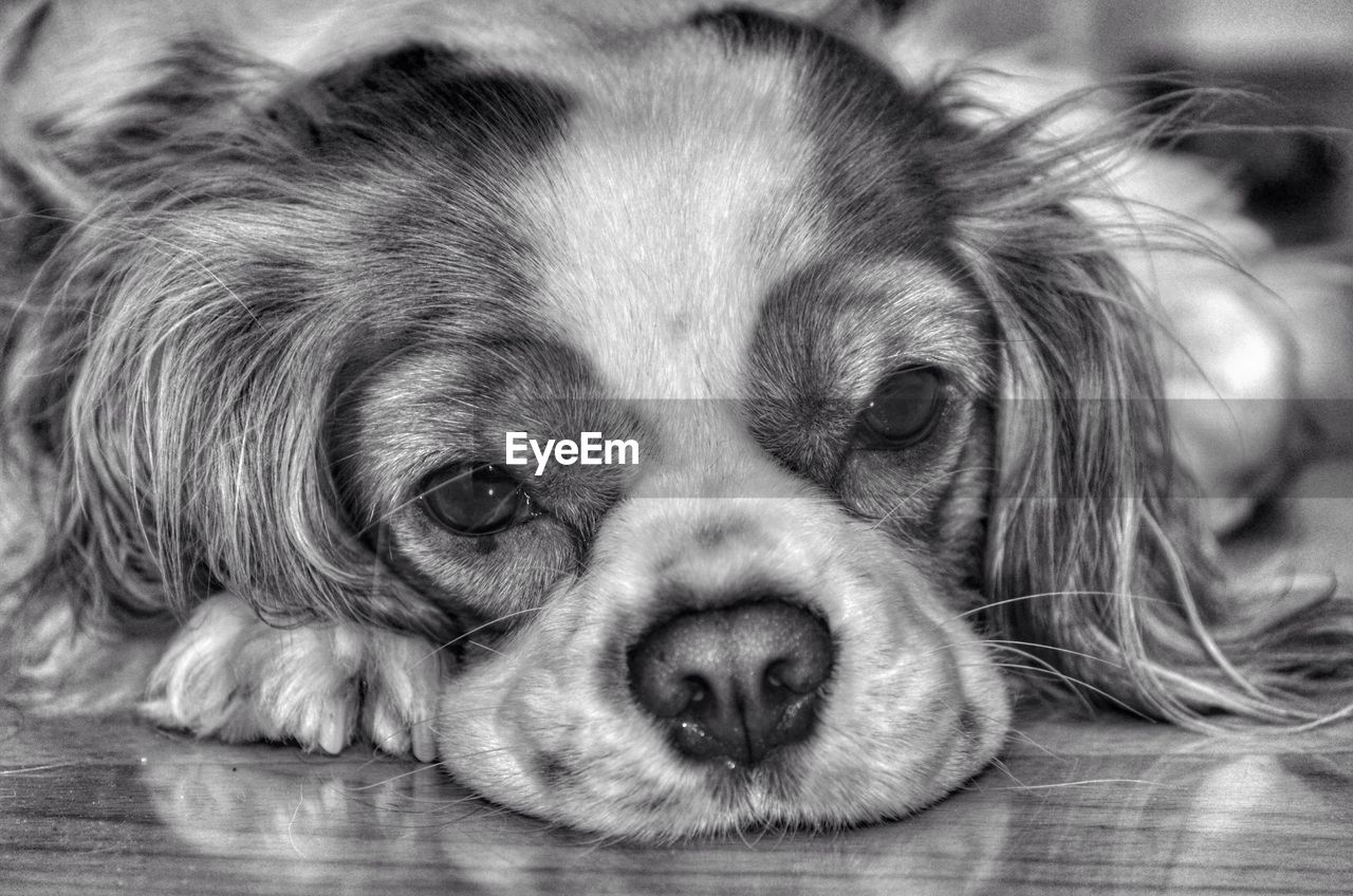 Close-up portrait of cavalier king charles spaniel relaxing on floor