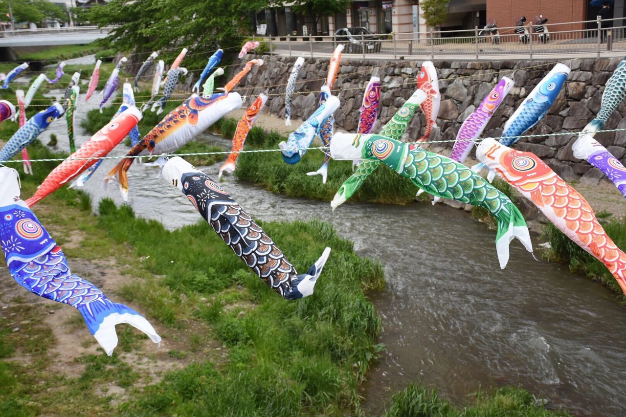 Colorful koinoboris hanging from strings over stream
