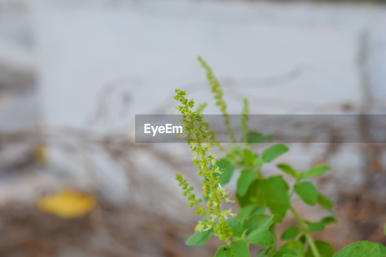 CLOSE-UP OF FRESH PLANT