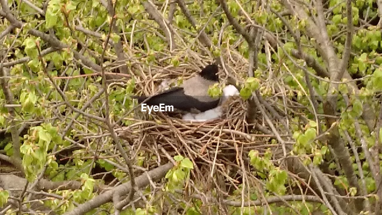 CLOSE-UP OF BIRD PERCHING ON WOOD