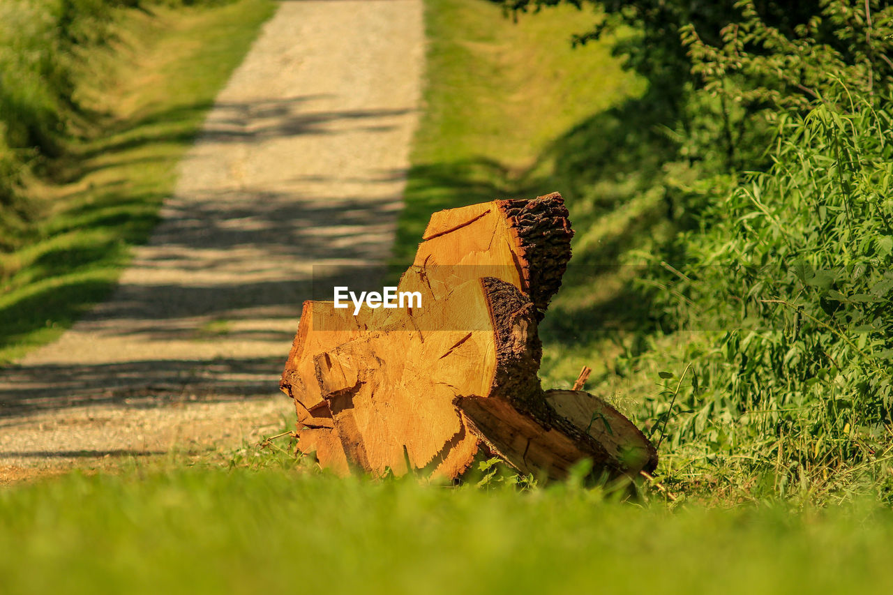 HIGH ANGLE VIEW OF WOOD ON LAND