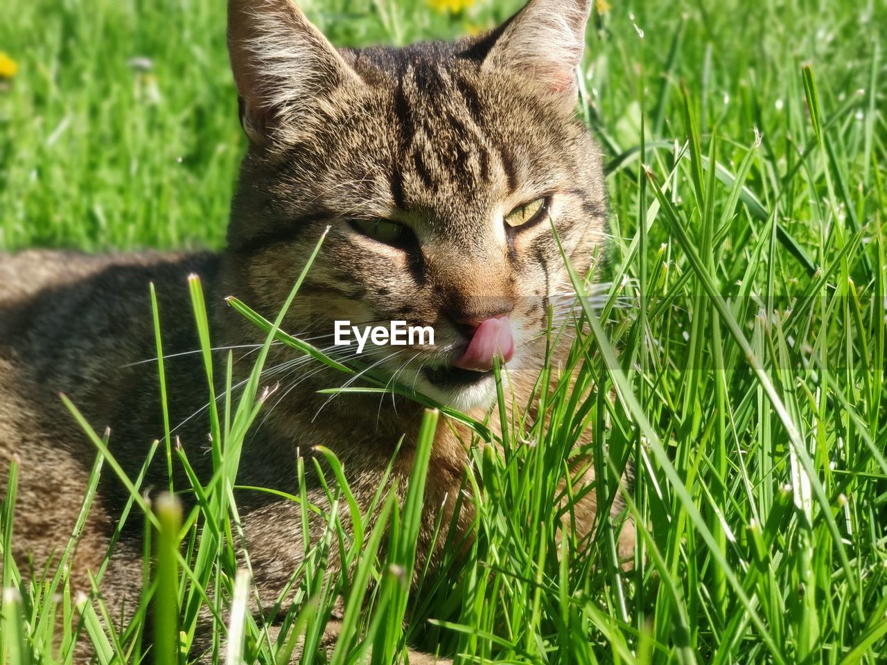 CLOSE-UP OF A CAT ON GRASS