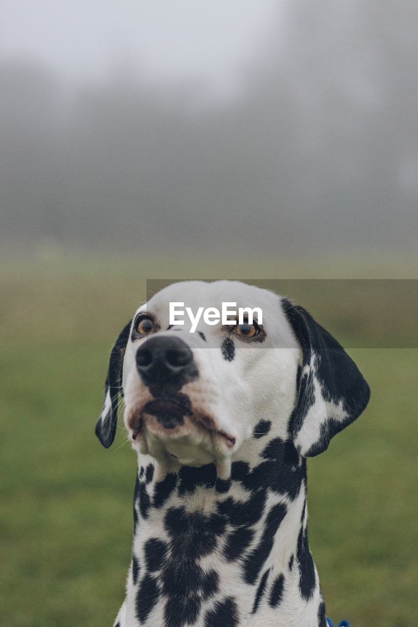 Dog standing on grassy field during foggy weather