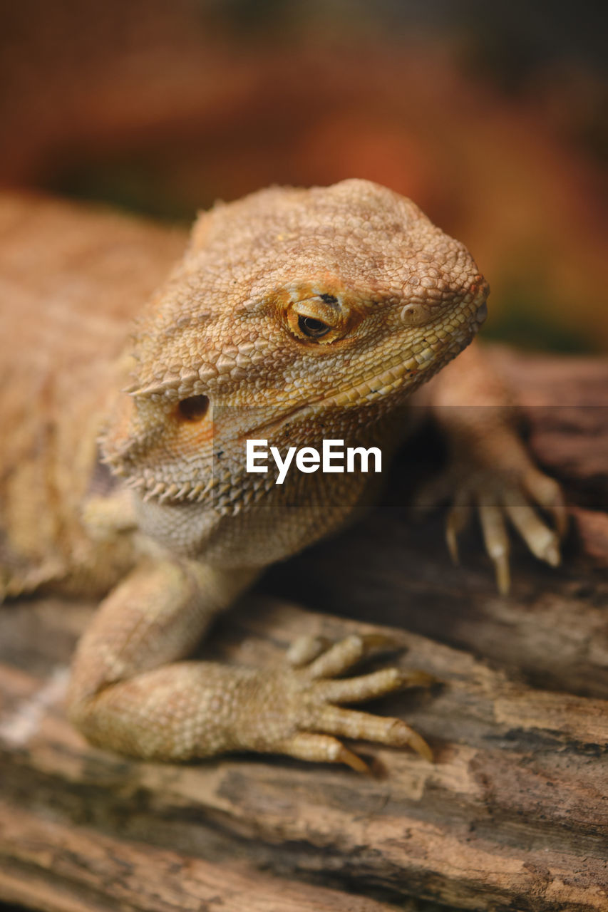 CLOSE-UP OF LIZARD ON WOOD