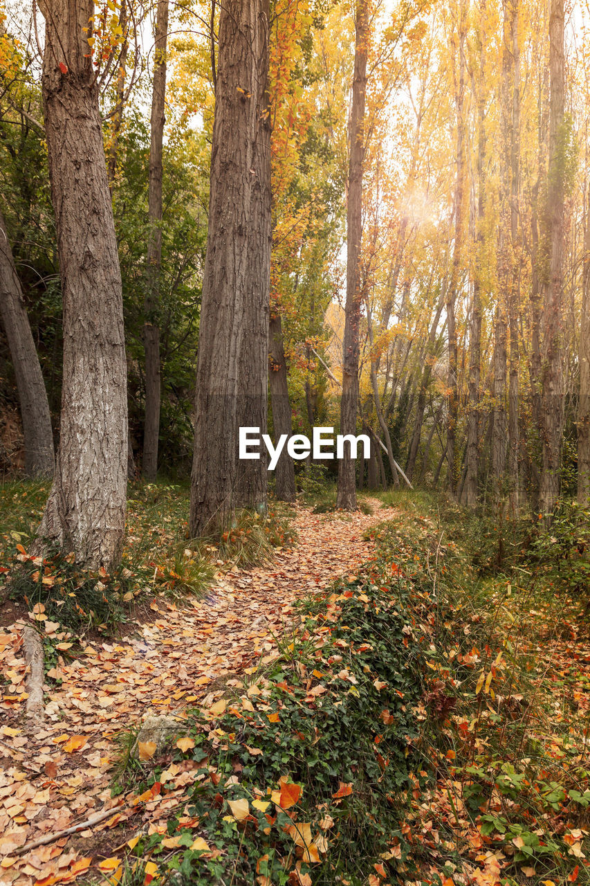 Trees in forest during autumn