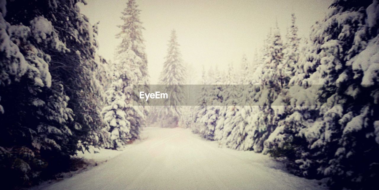 SNOW COVERED ROAD AMIDST TREES IN FOREST