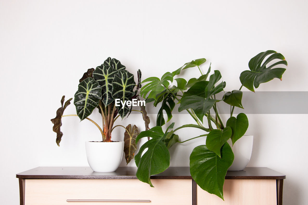 Close-up of potted plant against wall