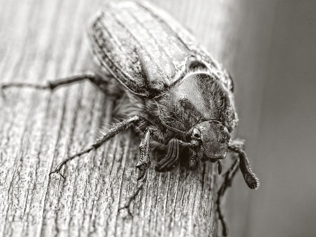 Close-up of a bug on wooden surface