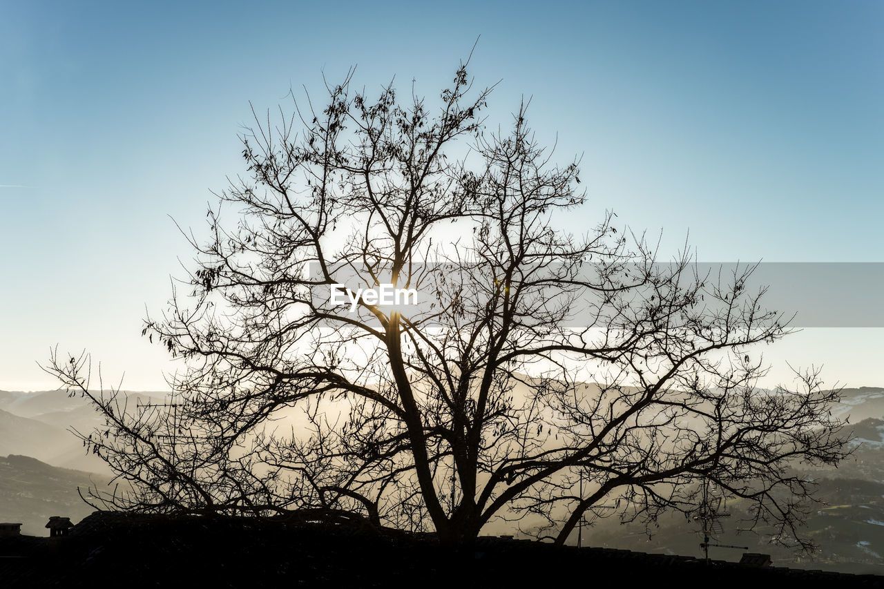 Silhouette tree against clear sky