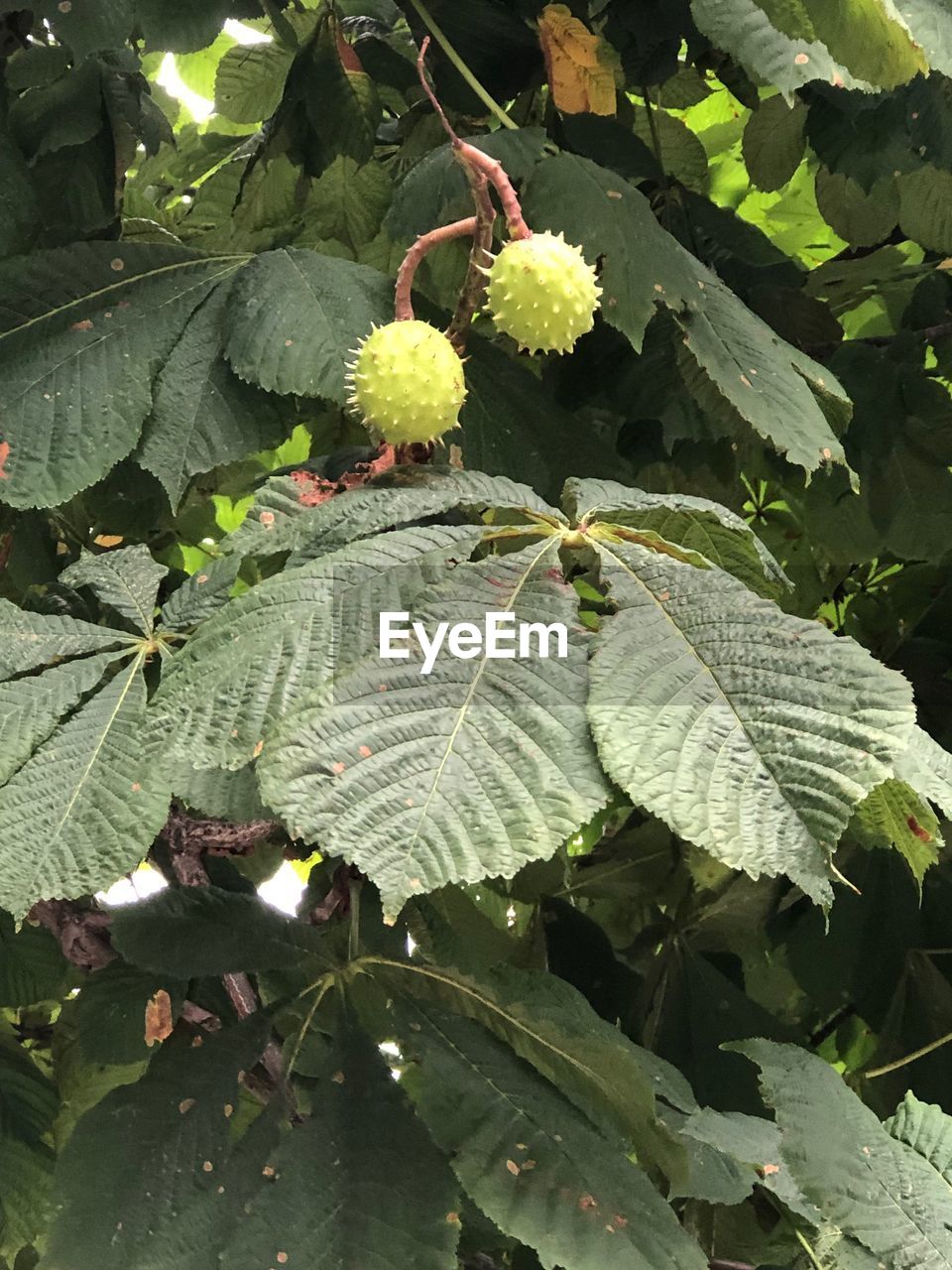 HIGH ANGLE VIEW OF FLOWERING PLANTS ON PLANT