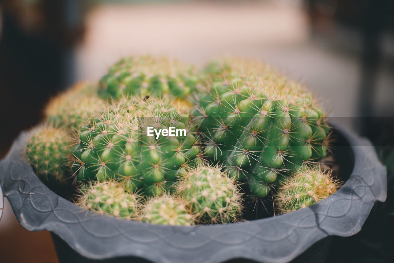 Close-up of succulent plant