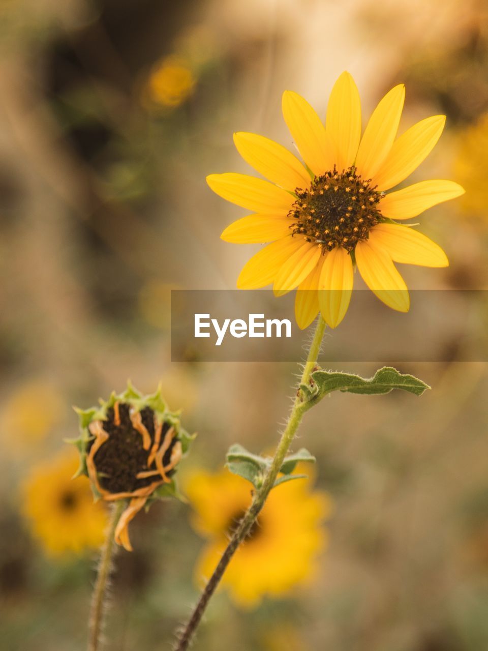 CLOSE-UP OF YELLOW FLOWER AGAINST BLURRED BACKGROUND