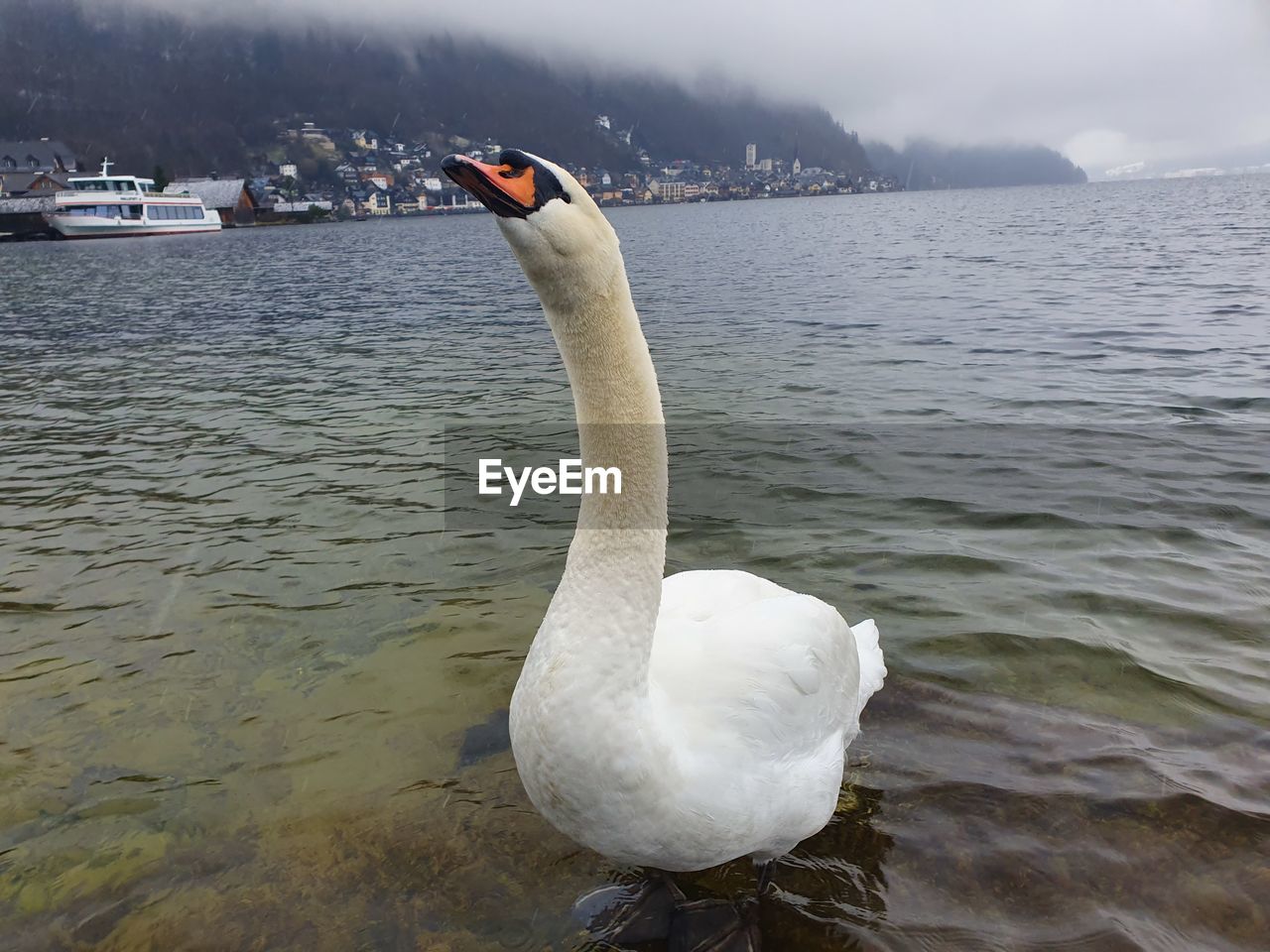 WHITE SWAN IN LAKE