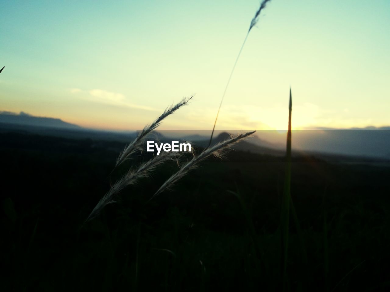 CLOSE-UP OF PLANTS ON FIELD AGAINST SKY