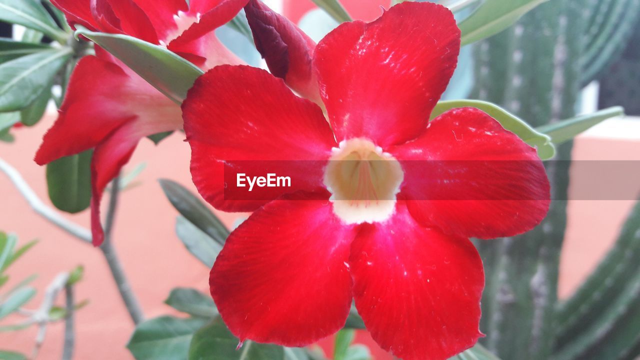 CLOSE-UP OF RED FLOWERS