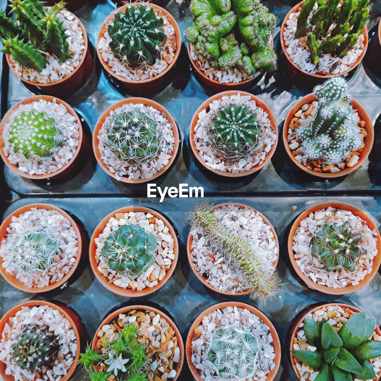 Full frame shot of potted plants on tables