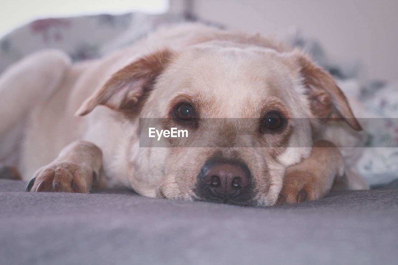 Close-up portrait of dog resting