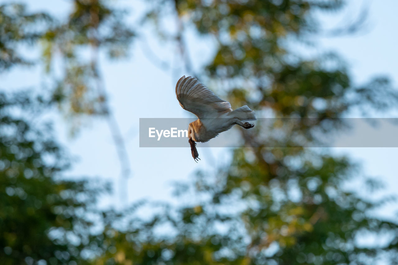 close-up of bird flying against sky