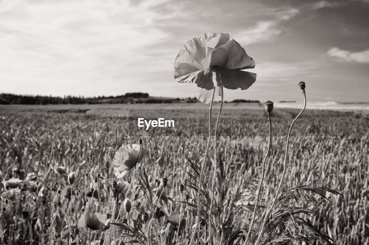 View of flowering plants on field against sky