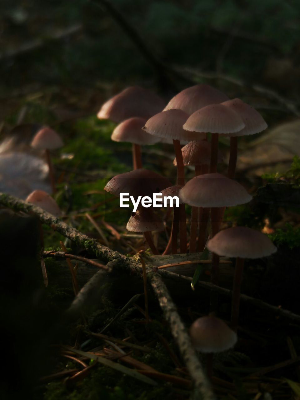 Close-up of wild mushrooms growing on field at night