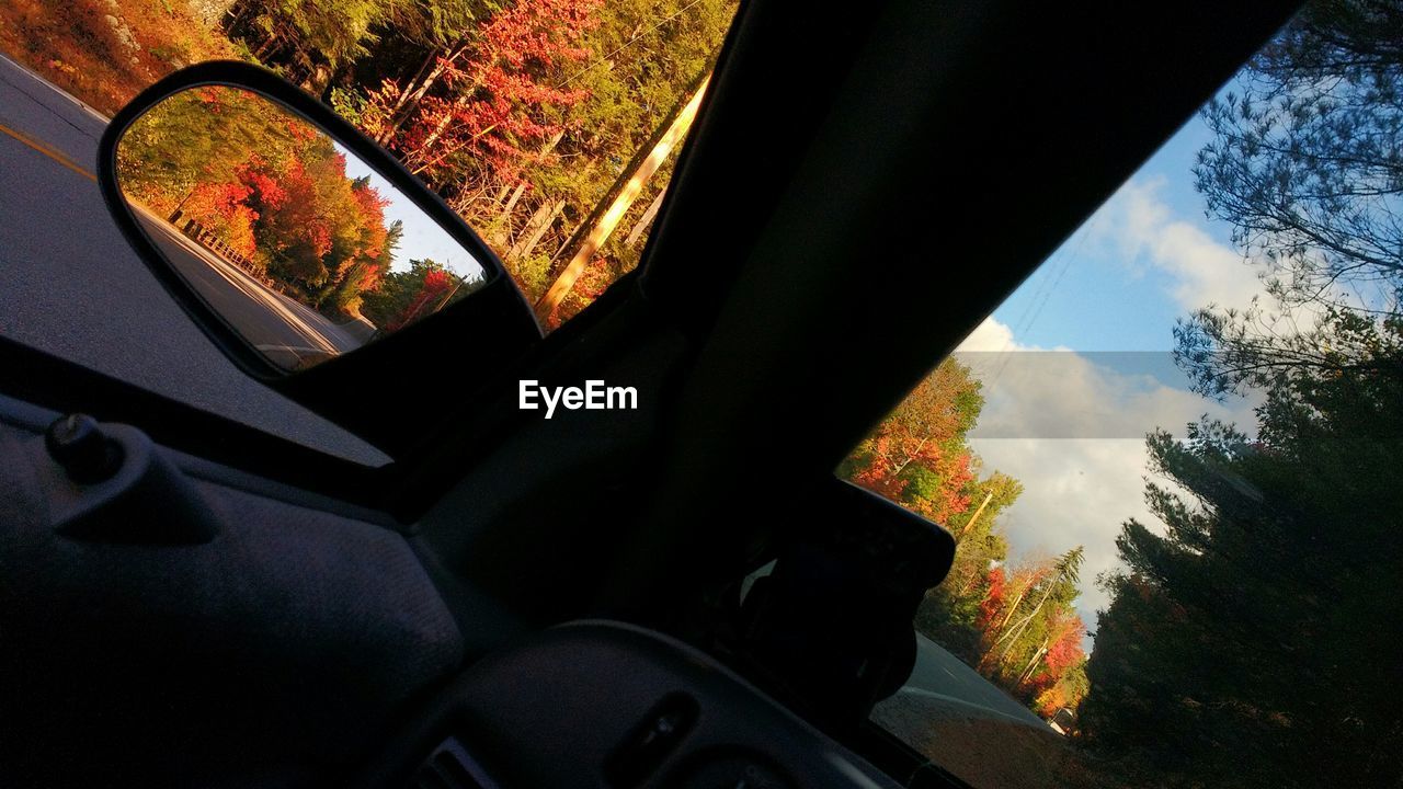 Tilt shot of autumn trees seen from car interior
