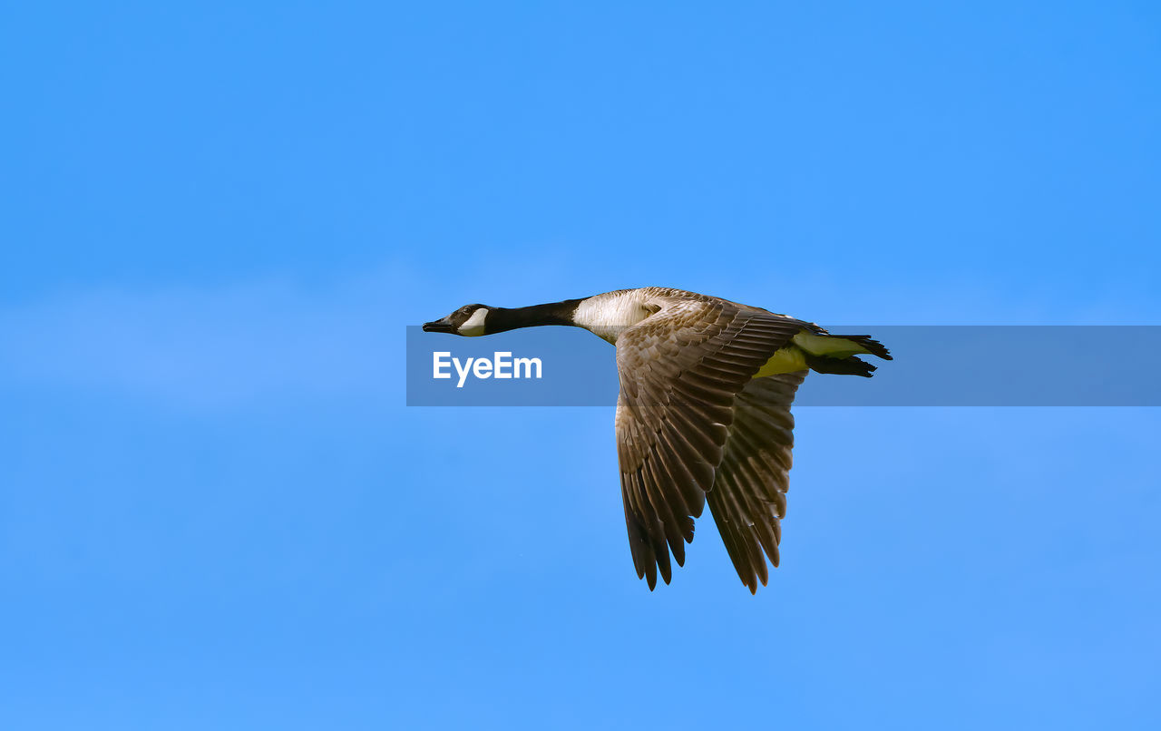 LOW ANGLE VIEW OF BIRD FLYING AGAINST CLEAR BLUE SKY