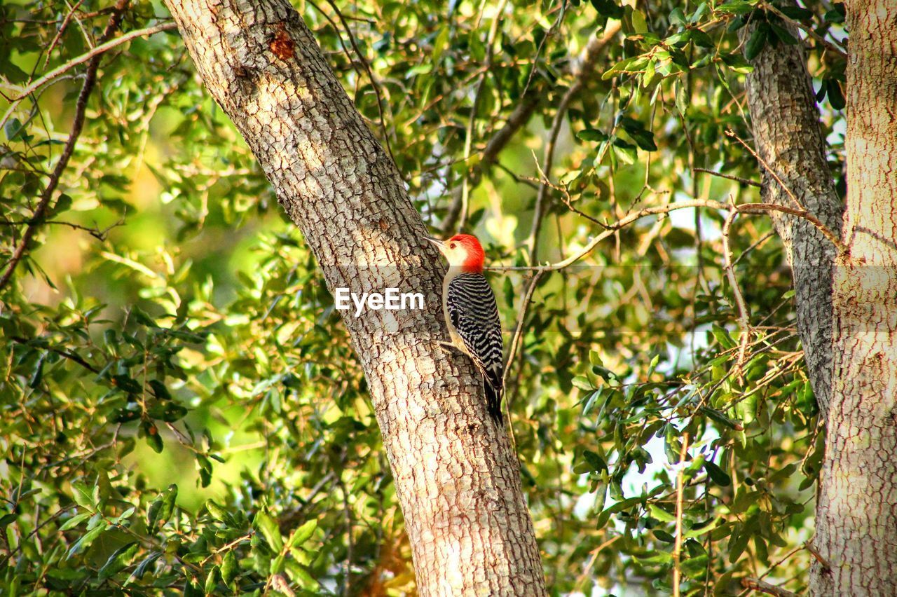 LOW ANGLE VIEW OF PARROT PERCHING ON TREE