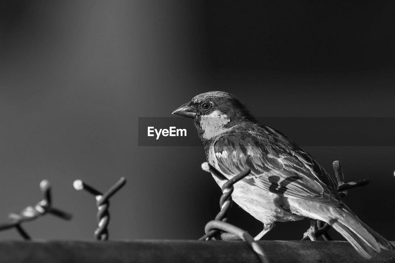 CLOSE-UP OF BIRDS PERCHING ON WIRE