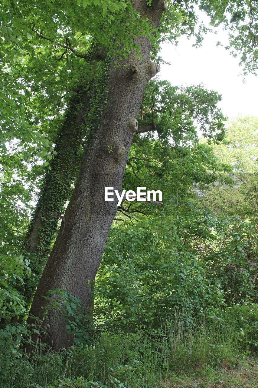 VIEW OF TREES IN FOREST