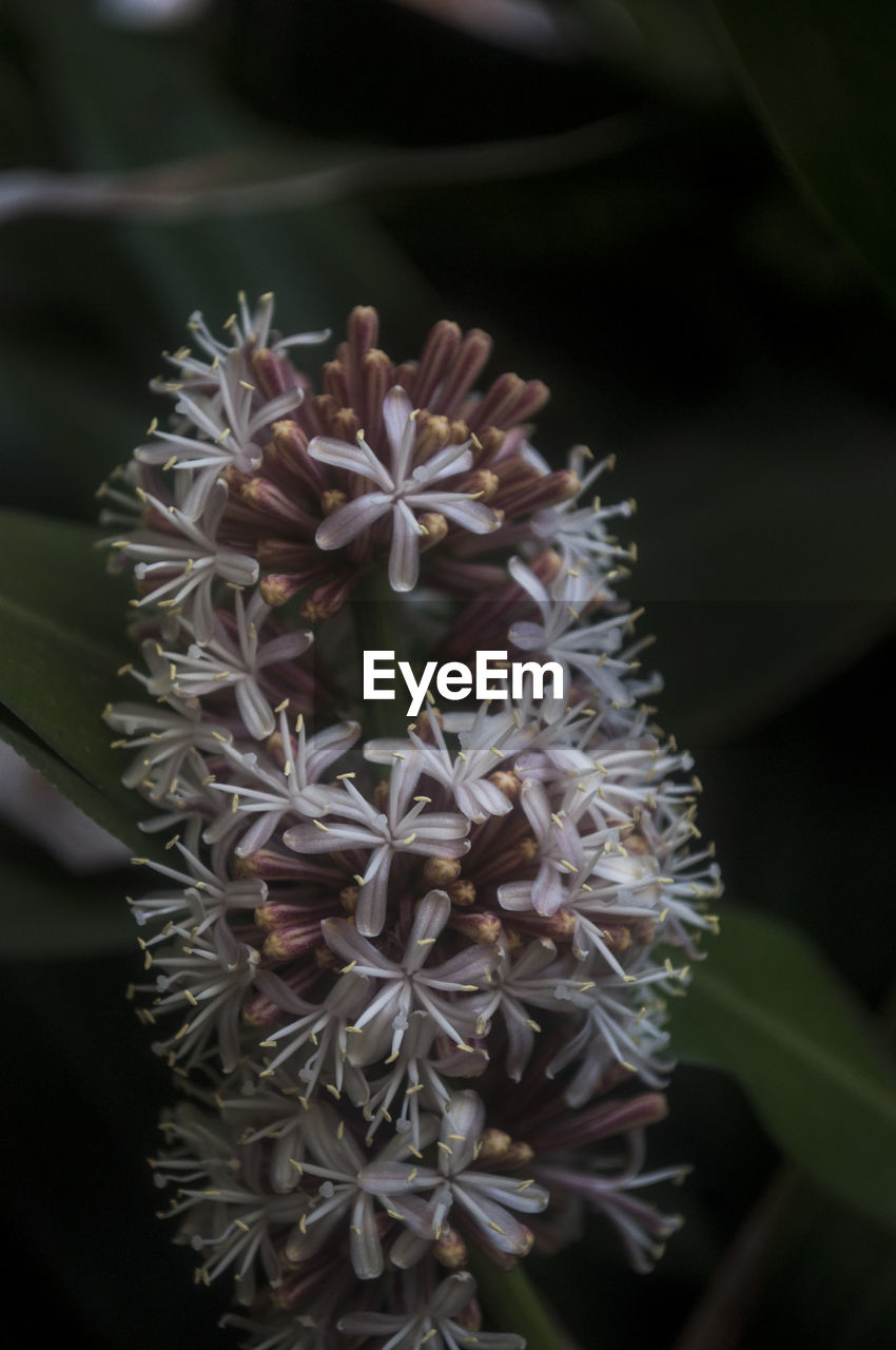 CLOSE-UP OF FLOWERS BLOOMING OUTDOORS