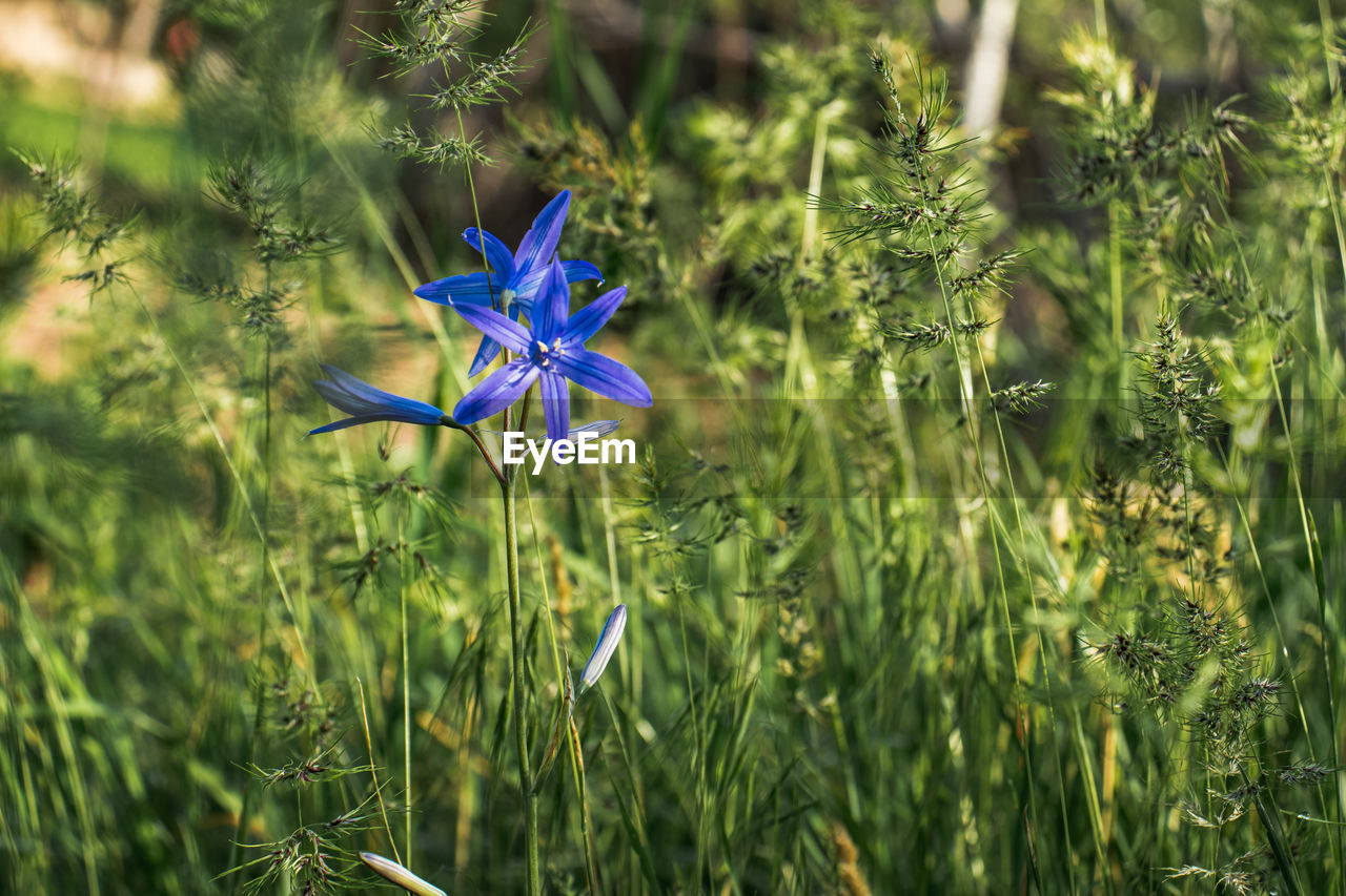 CLOSE-UP OF PURPLE FLOWERING PLANT ON LAND