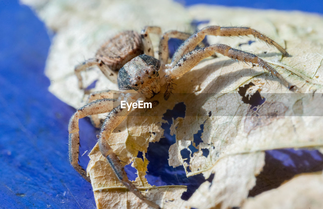 VIEW OF SPIDER ON WOOD