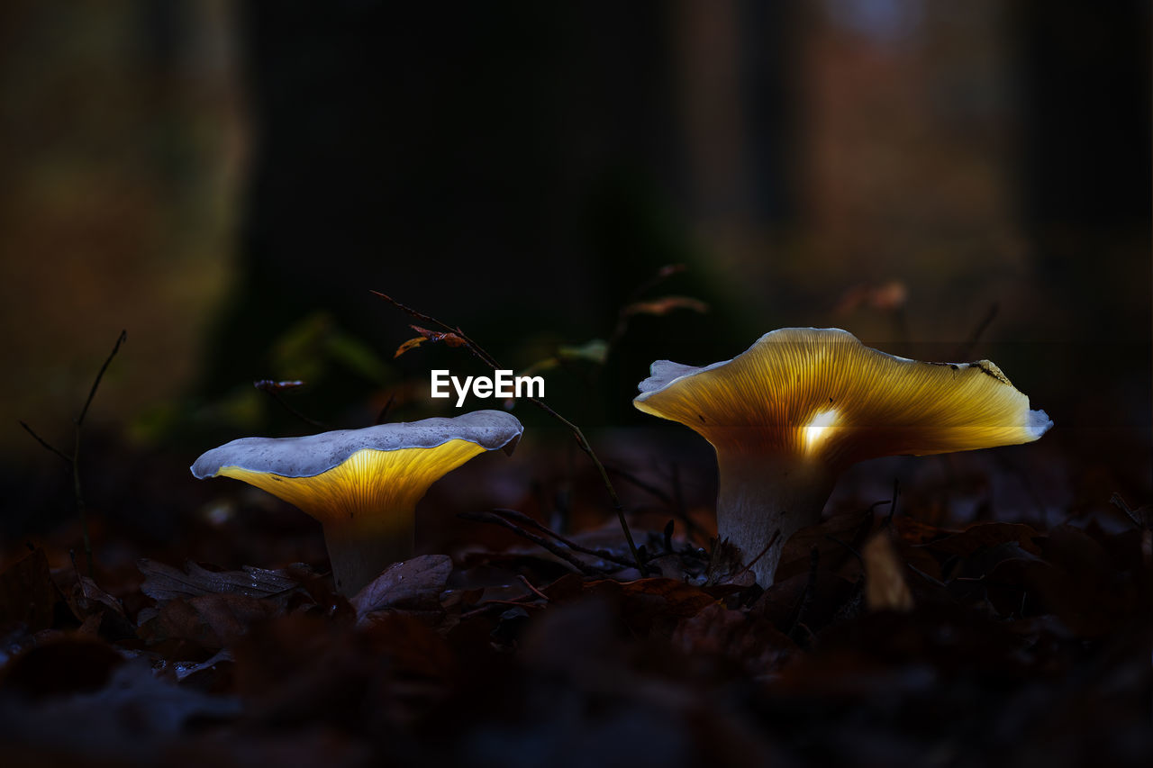 CLOSE-UP OF YELLOW MUSHROOM ON FIELD