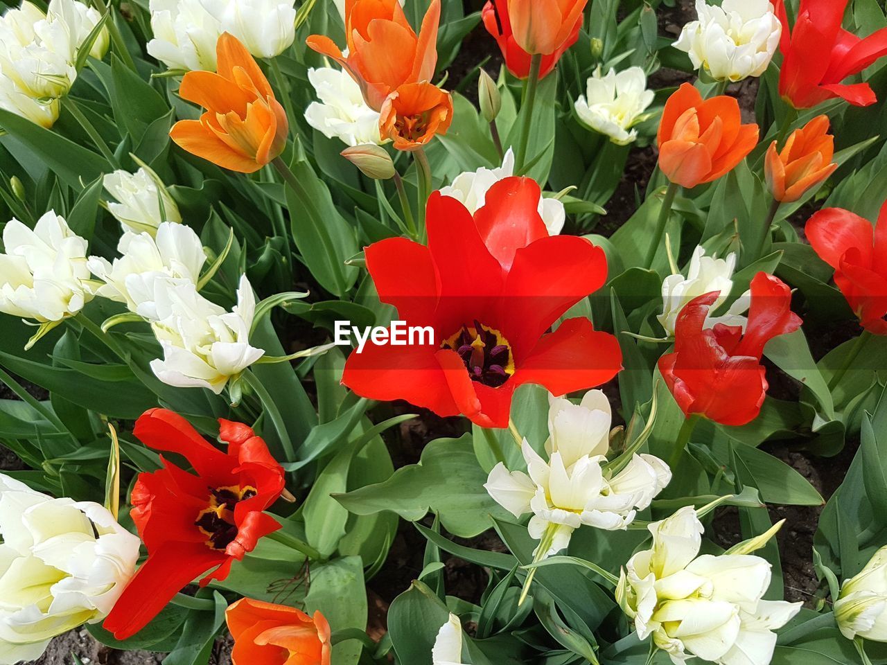 HIGH ANGLE VIEW OF RED TULIPS ON PLANT