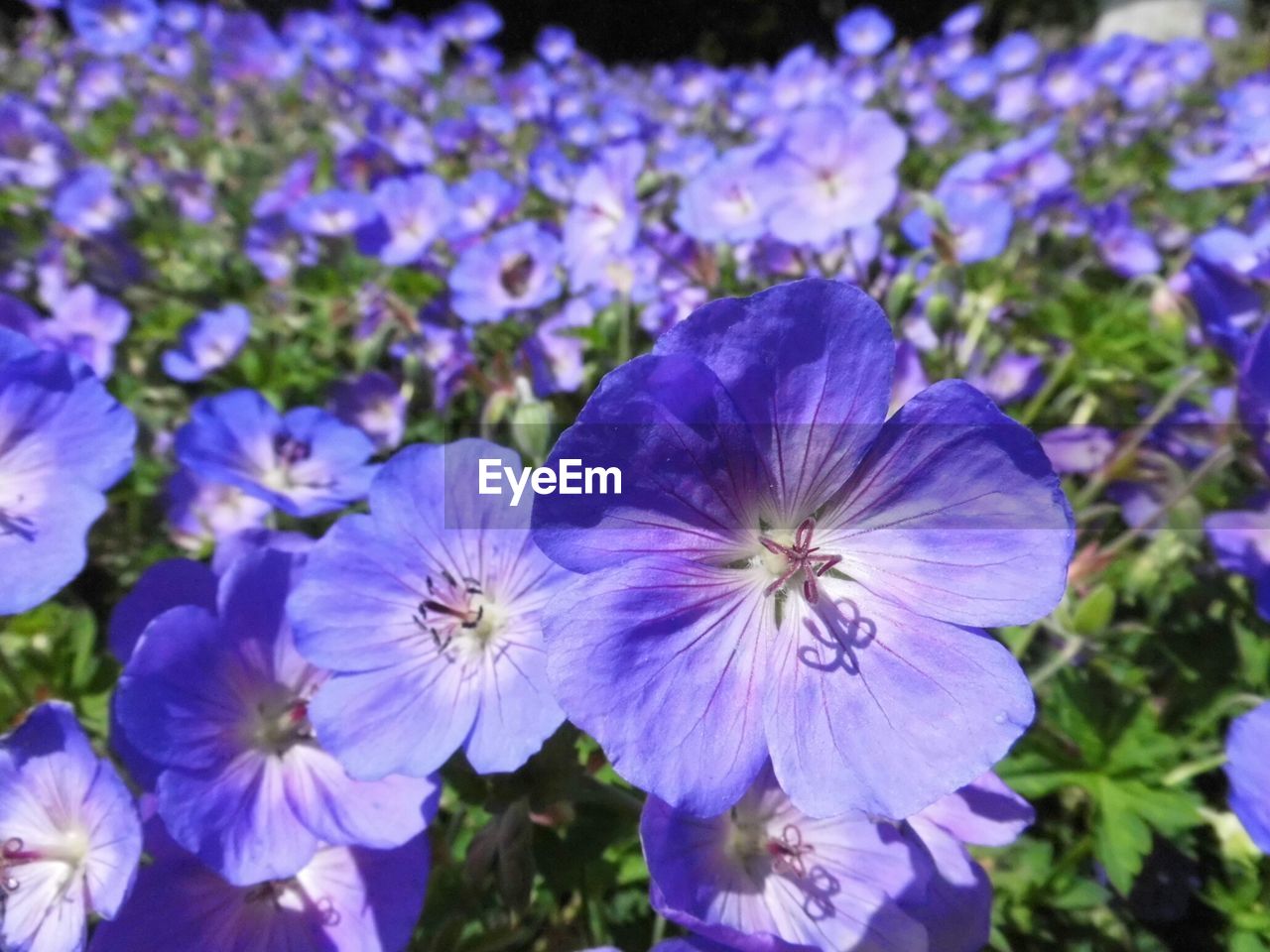 Close-up of purple flowers in zuiderpark