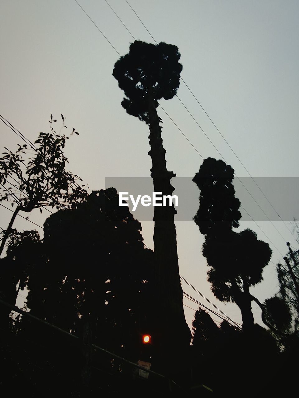 SILHOUETTE TREES AGAINST SKY