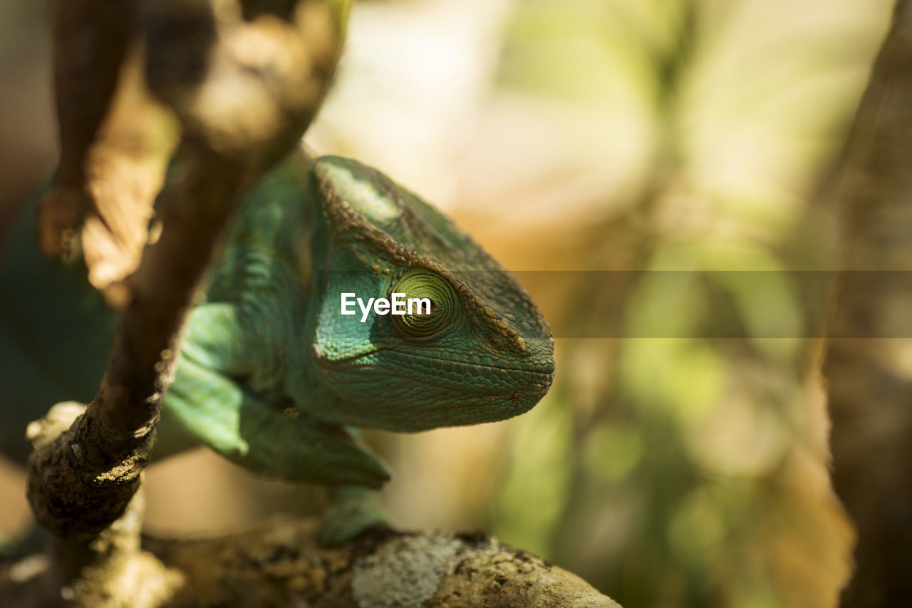 CLOSE-UP OF A LIZARD ON A PLANT