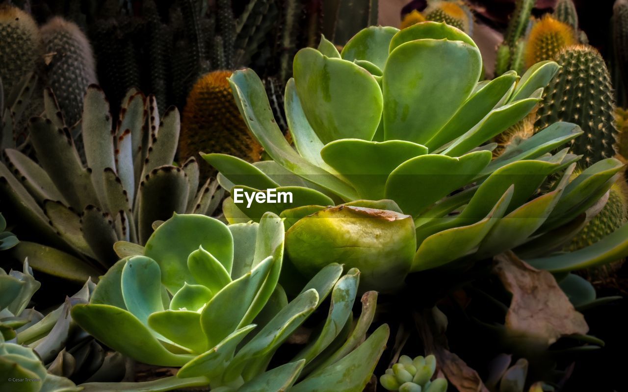 Close-up of succulent plants