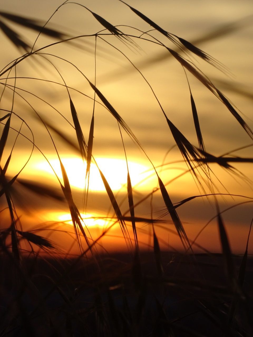 CLOSE-UP OF GRASS AGAINST SKY DURING SUNSET