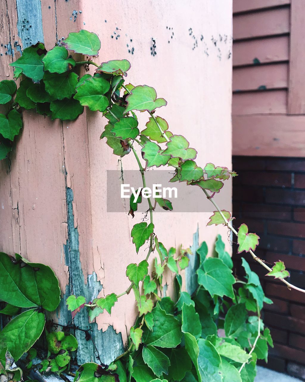 Close-up of ivy growing on wall