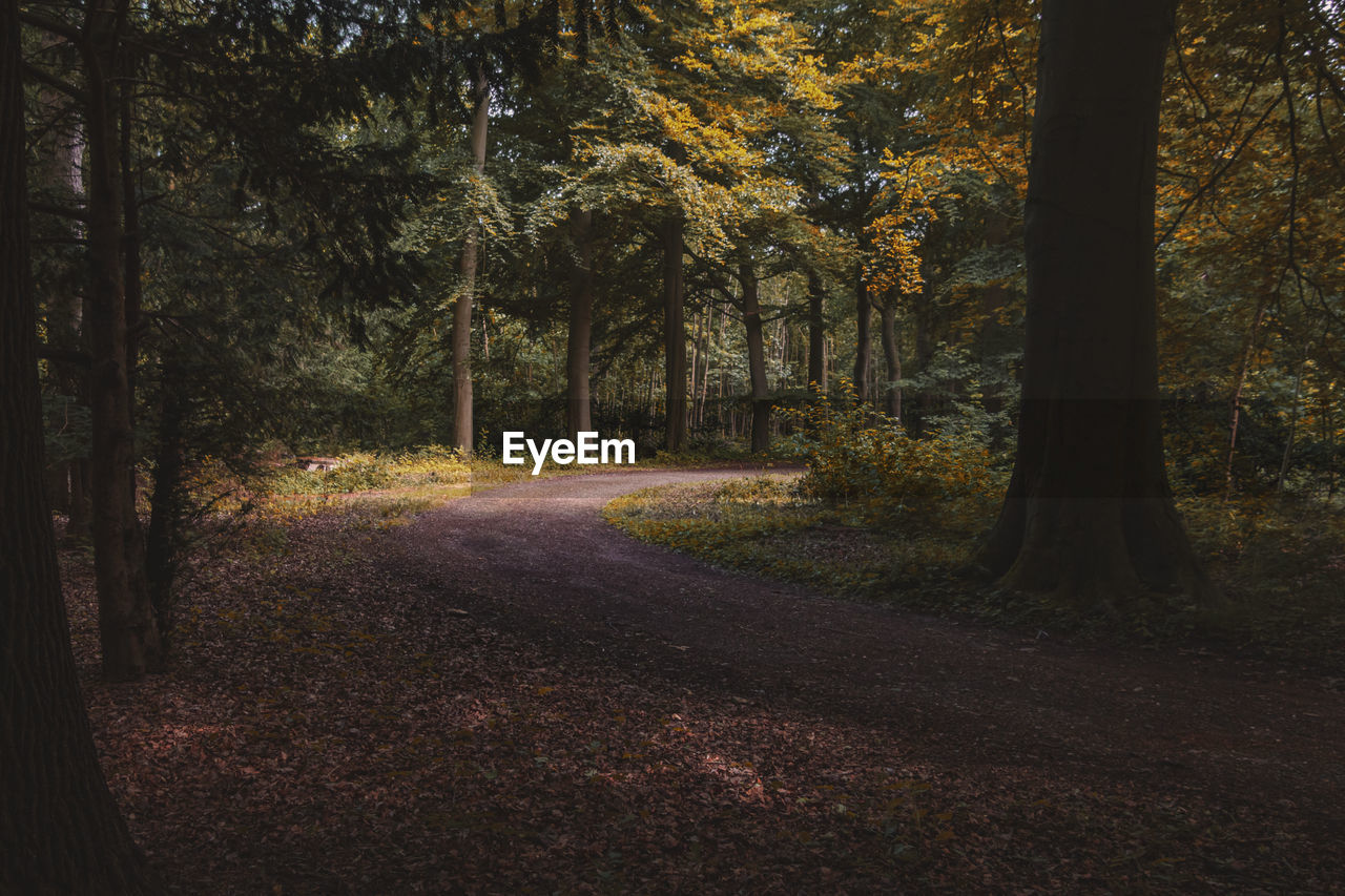 Road amidst trees in forest during autumn